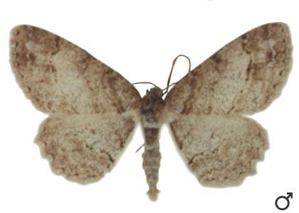 Paradarisa consonaria (Hübner, 1799) attēls