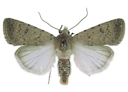 Paradrina clavipalpis (Scopoli, 1763) attēls