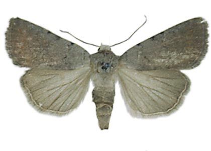 Paradrina selini (Boisduval, 1840) attēls