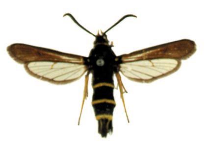 Paranthrene tabaniformis (Rottemburg, 1775) attēls