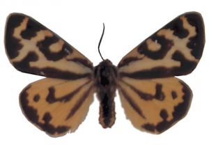 ceļteku lācītis attēls