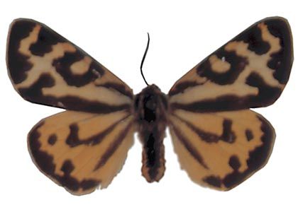 Parasemia plantaginis (Linnaeus, 1758) attēls