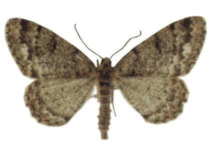 Parectropis similaria (Hufnagel, 1767) attēls