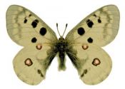 Parnassius apollo (Linnaeus, 1758) attēls