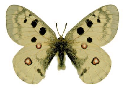 Parnassius apollo (Linnaeus, 1758) attēls