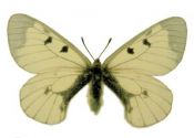 Parnassius mnemosyne (Linnaeus, 1758) attēls