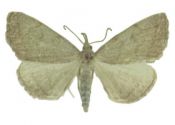 Pechipogo strigilata (Linnaeus, 1758) attēls