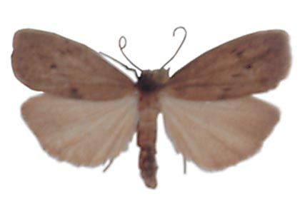 Pelosia obtusa (Herrich-Schäffer, 1847) attēls