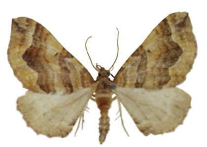 Pelurga comitata (Linnaeus, 1758) attēls