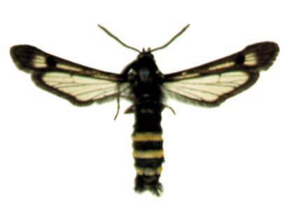 Pennisetia hylaeiformis (Laspeyres, 1801) attēls