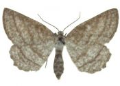 Perconia strigillaria (Hübner, 1787) attēls