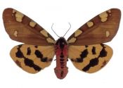 Pericallia matronula (Linnaeus, 1758) attēls