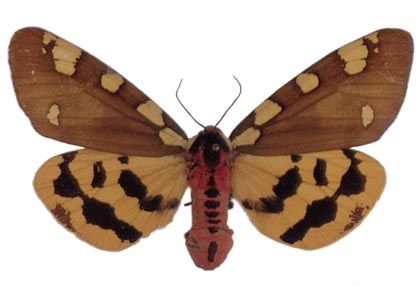 Pericallia matronula (Linnaeus, 1758) attēls