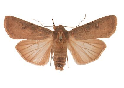 Peridroma saucia (Hübner, 1808) attēls