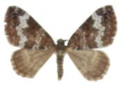 Perizoma alchemillata (Linnaeus, 1758) attēls