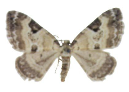 Perizoma blandiata (Denis & Schiffermüller, 1775) attēls