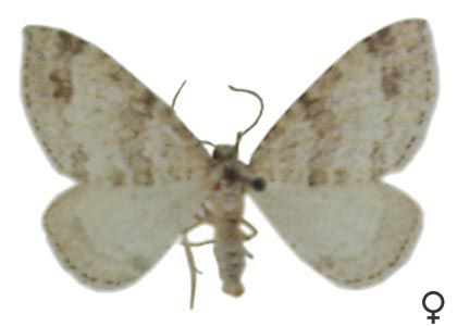 Perizoma didymata (Linnaeus, 1758) attēls