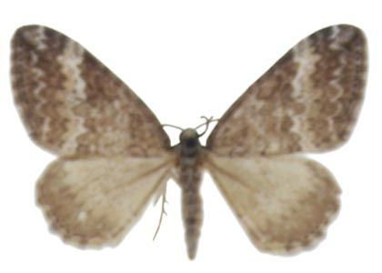 Perizoma hydrata (Treitschke, 1829) attēls