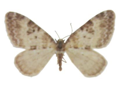 Perizoma minorata (Treitschke, 1829) attēls