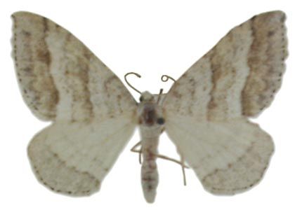 Perizoma parallelolineata (Retzius, 1783) attēls