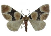 Perizoma sagittata (Fabricius, 1787) attēls