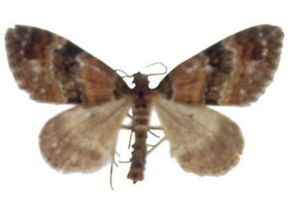 Perizoma taeniata (Stephens, 1831) attēls