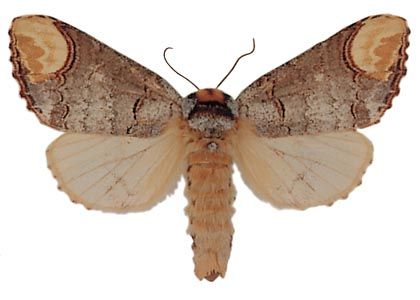 Phalera bucephala (Linnaeus, 1758) attēls