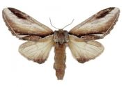 Pheosia gnoma (Fabricius, 1776) attēls