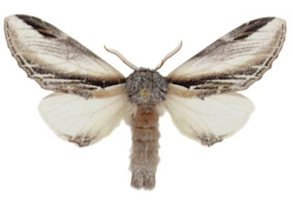 Pheosia tremula (Clerck, 1759) attēls