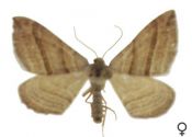 Phibalapteryx virgata (Hufnagel, 1767) attēls