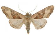 Phlogophora meticulosa (Linnaeus, 1758) attēls