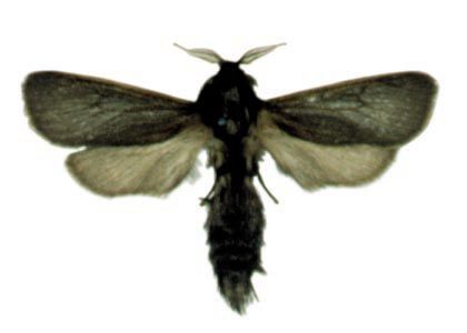 Phragmataecia castaneae (Hübner, 1790) attēls