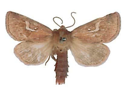 Phragmatiphila nexa (Hübner, 1808) attēls