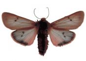 Phragmatobia fuliginosa (Linnaeus, 1758) attēls