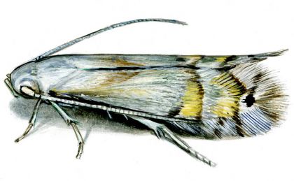 Phyllocnistis unipunctella (Stephens, 1834) attēls