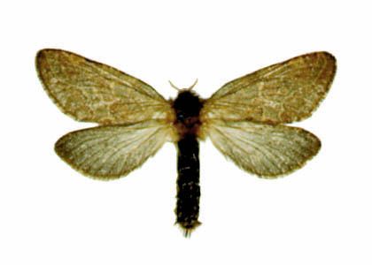 Phymatopus hecta (Linnaeus, 1758) attēls