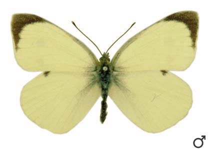 Pieris brassicae (Linnaeus, 1758) attēls