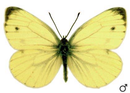 Pieris napi (Linnaeus, 1758) attēls