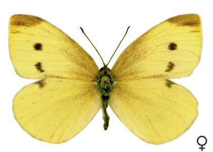 Pieris rapae (Linnaeus, 1758) attēls