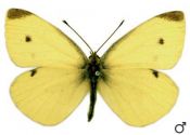 rāceņu baltenis attēls