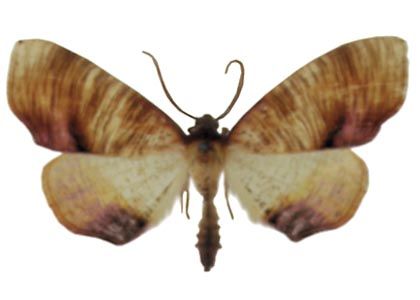 Plagodis dolabraria (Linnaeus, 1767) attēls