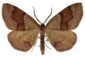 Plagodis pulveraria (Linnaeus, 1758) attēls