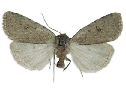 Platyperigea grisea (Eversmann, 1848) attēls