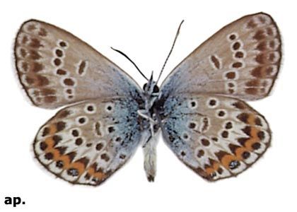 Plebejus argus (Linnaeus, 1758) attēls