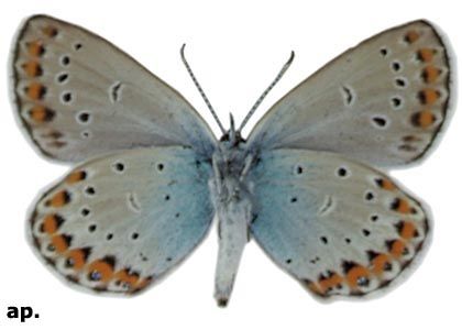 Plebejus argyrognomon (Bergsträsser, 1779) attēls