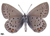 Plebejus optilete (Knoch, 1781) attēls