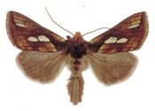 Plusia festucae (Linnaeus, 1758) attēls