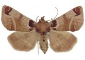 Plusidia cheiranthi (Tauscher, 1809) attēls