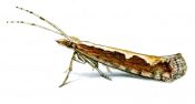 Plutella xylostella (Linnaeus, 1758) attēls