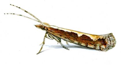 Plutella xylostella (Linnaeus, 1758) attēls